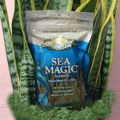 magic seaweed|magicseaweed com.